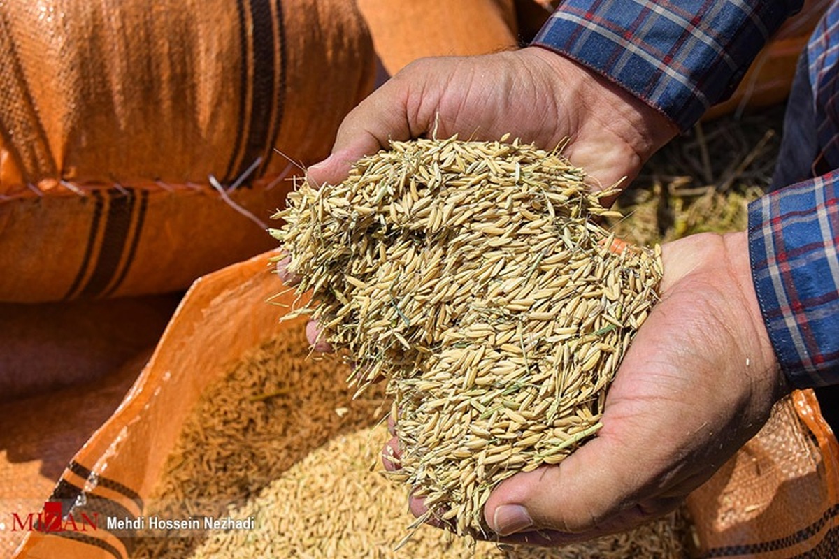 خرید برنج داخلی در فصل ممنوعیت واردات/ انجمن واردکنندگان برنج از کشاورز ایرانی حمایت می‌کند
