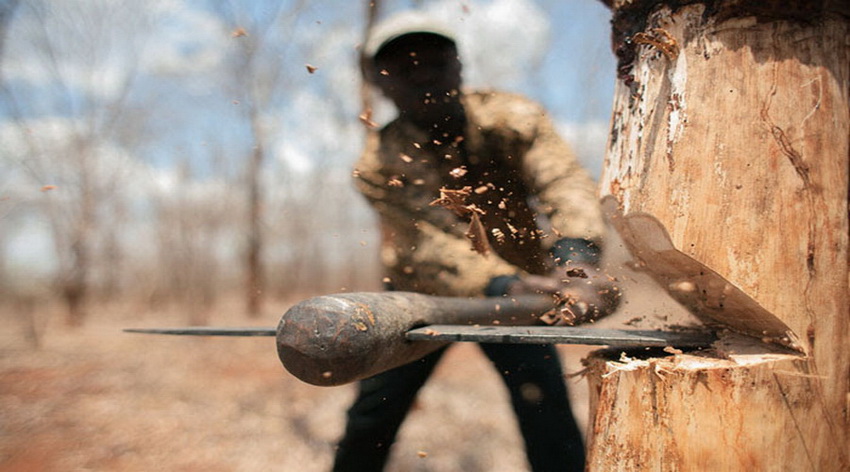 قتل‌عام صدها اصله درخت در اهواز در سایه سکوت محیط زیست