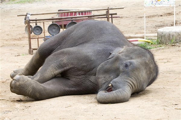 ساعت هوشمند برای بررسی خواب فیل‌ها