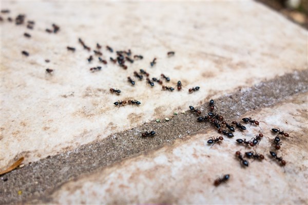 سازگاری سریع مورچه‌ها با افزایش دمای شهرها
