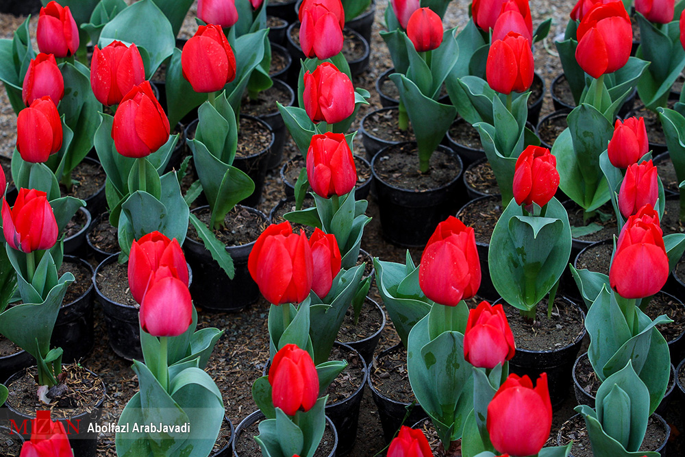 گل‌هایی که نوید بهار رامی‌دهند / تخفیف‌های ویژه در ساعات پایانی سال + تصاویر