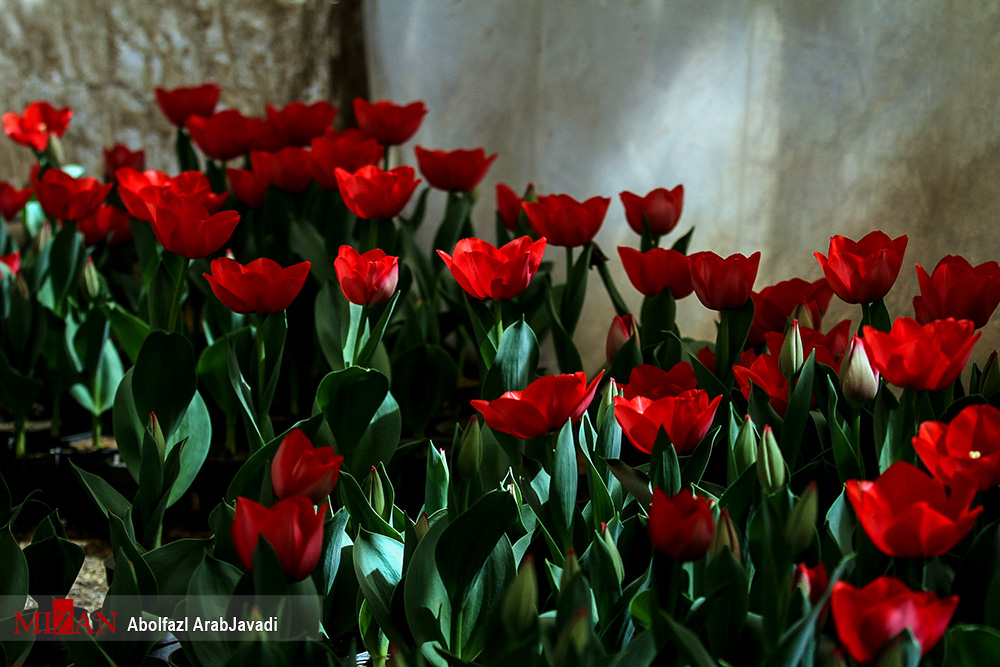 گل‌هایی که نوید بهار رامی‌دهند / تخفیف‌های ویژه در ساعات پایانی سال + تصاویر