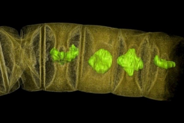 قدیمی‌ترین فسیل گیاهی جهان کشف شد+عکس