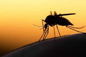 جدیدترین واکسن مالاریا در آفریقا رونمایی شد