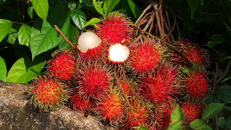 میوه های عجیب تایلند