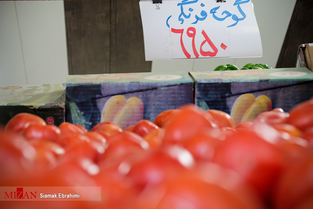 ادامه روند صعودی قیمت گوجه فرنگی در بازار/ نبود الگوی کشت دلیل عمده کمبود یا مازاد محصولات کشاورزی