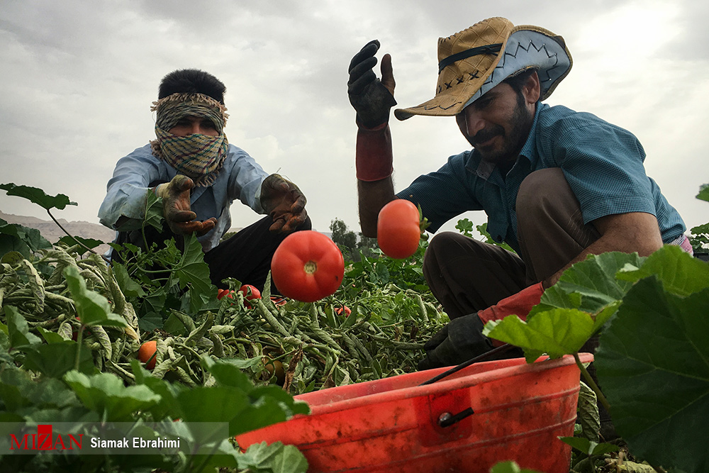 ادامه روند صعودی قیمت گوجه فرنگی در بازار/ نبود الگوی کشت دلیل عمده کمبود یا مازاد محصولات کشاورزی