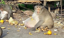 رژیم لاغری برای چاق‌ترین میمون جهان+تصاویر