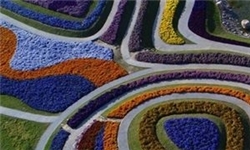 تصاویر هوایی از گل‌های رنگارنگ