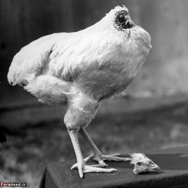 ماجرای مرغی که 18 ماه بدون سر زنده ماند!