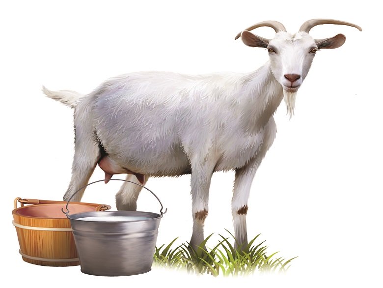 تفاوت شیر بز و شیر گوسفند چیست؟