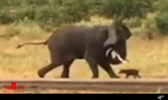 نبرد دیدنی بچه بوفالو با فیل 