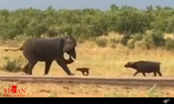 نبرد دیدنی بچه بوفالو با فیل