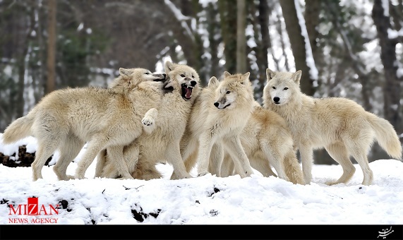 احیای چرخه حیات با حضور گرگ‌ها 