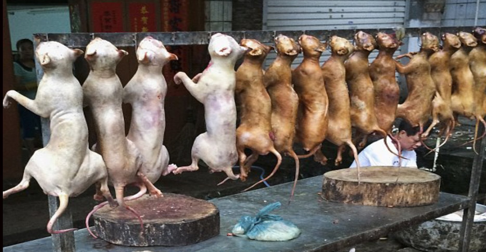 رونمایی از «ورزشگاه یخچالی»/ خوردن گوشت سگ در چین/ استفاده بدنسازان از هورمون اسب