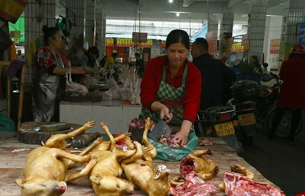 رونمایی از «ورزشگاه یخچالی»/ خوردن گوشت سگ در چین/ استفاده بدنسازان از هورمون اسب