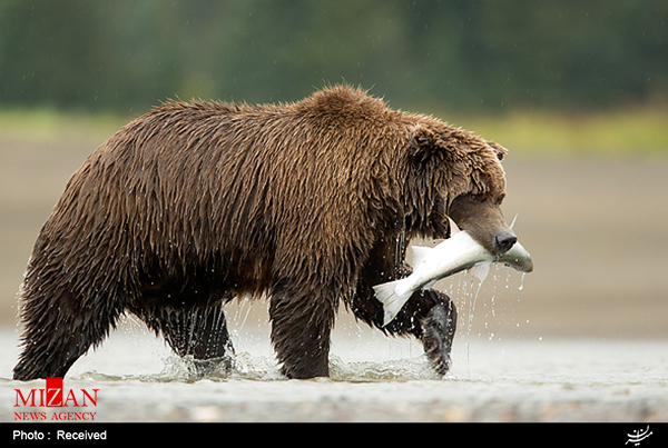 کمیته حفاظت از خرس‌های ایران عضو داوطلبانه می‌پذیرد