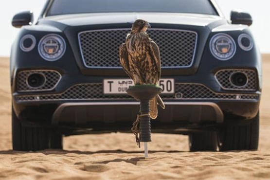 تلاش بنتلی برای جلب نظر اعراب ثروتمند با آپشن پرنده شکاری! +تصاویر