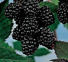 با خواص جادویی این میوه سیاه و شیرین آشنا شوید!