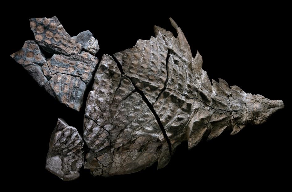 سالم‌ترین فسیل کشف شده یک دایناسور +تصاویر