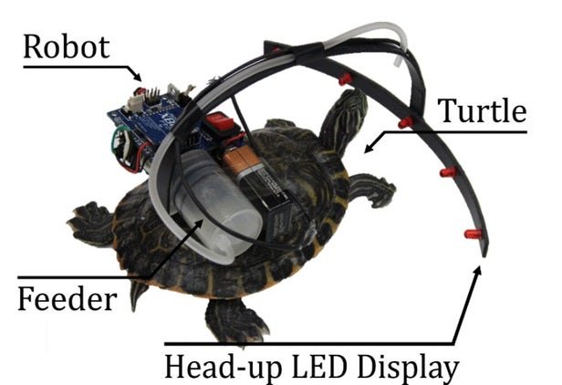 کنترل رفتار یک لاک‌پشت با ربات