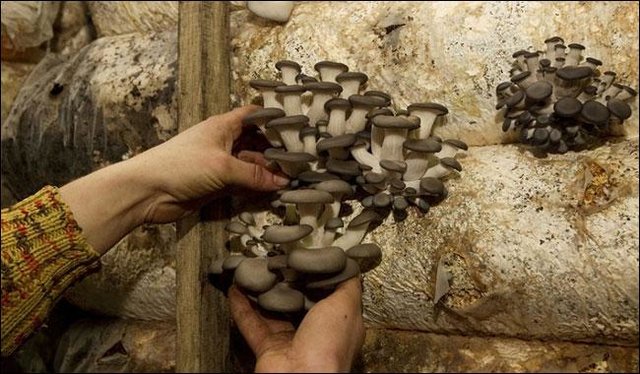 فسیل قارچ 115 میلیون ساله کشف شد