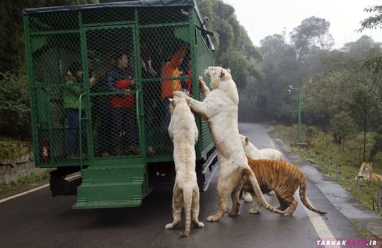 عجیب و غریب ترین باغ وحش دنیا را ببینید! +تصاویر