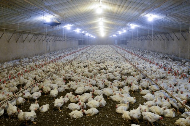 پیشتازی مرغ‌های تُرک در بازار قطر/ تغییر قیمت نهاده‌ها دلیل اصلی نوسان قیمت مرغ