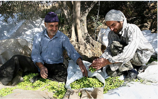 گیلوان؛ قطب تولید زیتون پرورده / این دهستان سالانه 90 تن زیتون پرورده صادر می كند