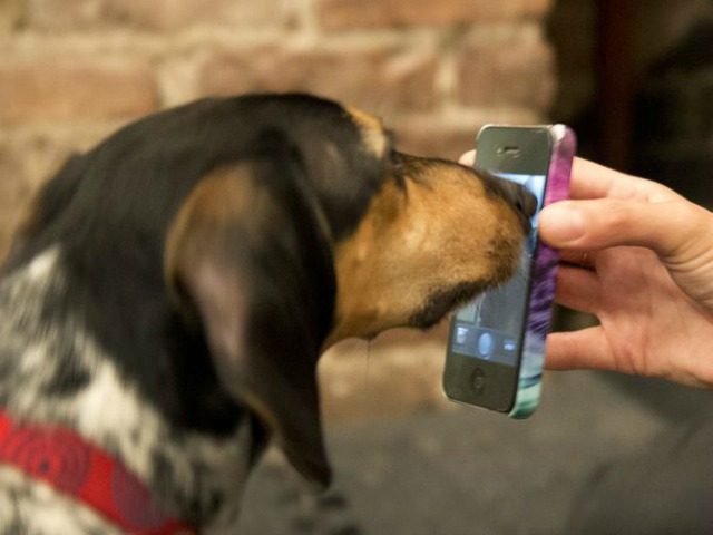 سگ ها می توانند تماس تلفنی اورژانسی بگیرند!