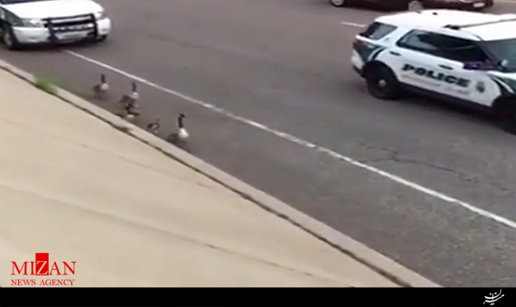 دو خودروی پلیس در حال اسکورت اردک‌ها 