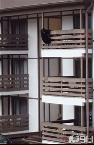 فرار خرس سیاه از بالکن طبقه سوم خانه‌ای در آمریکا+تصاویر‌