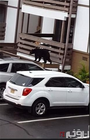 فرار خرس سیاه از بالکن طبقه سوم خانه‌ای در آمریکا+تصاویر‌