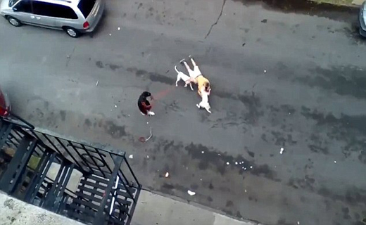 قاتل بی رحم سگ ها را برای کشتار تربیت می کرد +تصاویر