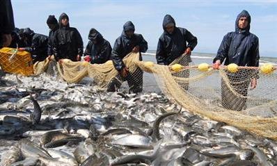 عملکرد سازمان شیلات در سال گذشته/ پرورش ماهی در قفس پروژه مصوب اقتصاد مقاومتی