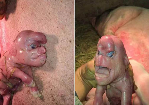 تولد یک خوک انسان مانند+ عکس