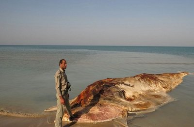 پنجمین نهنگ در سواحل بوشهر به گل نشست (+عکس)