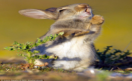 چهره جالب خرگوش گرسنه پس از چشیدن طعمی جدید+ تصاویر