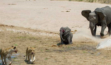 فیل ناامید از سلامت بچه اش او را برای شیرها رها کرد