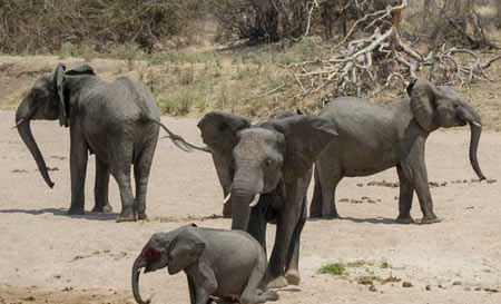 فیل ناامید از سلامت بچه اش او را برای شیرها رها کرد