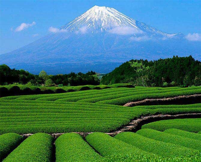 تصاویری خیره‌کننده از مزارع زیبای چای