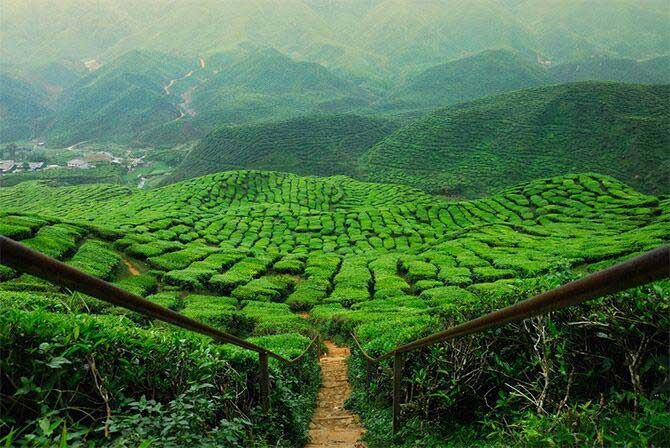 تصاویری خیره‌کننده از مزارع زیبای چای