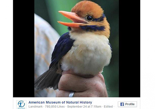 کشتن یکی از ناشناخته‌ترین پرندگان دنیا اندکی پس از کشف +تصویر