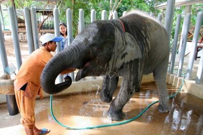 اولین بیمارستان مخصوص فیل‌ها در تایلند + عکس