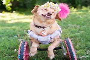 خوشبخت ترین سگ زیبا و معلول دنیا