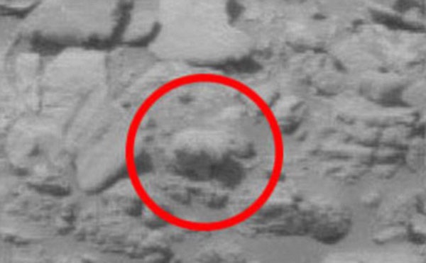 در مریخ خرس هم پیدا شد
