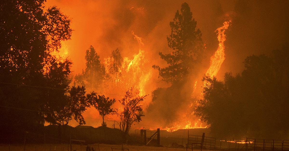ده ها هکتار از اراضی جنگلی کالیفرنیا در آتش نابود شد