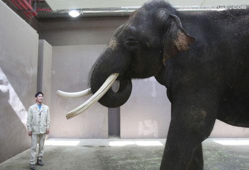 حیرت زده شدن دانشمندان از یک فیل که حرف میزند +عکس