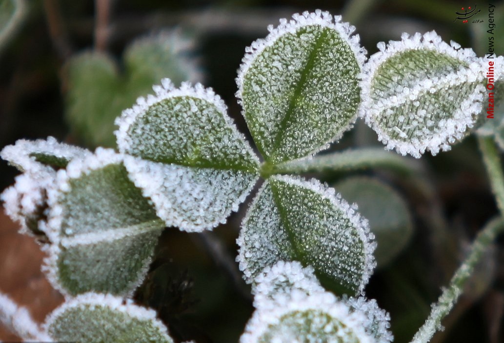 تزیین چشم نواز گیاهان با برف و یخبندان زمستانی+عکس