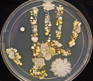 عکس؛ میکروب‌های کف دست را دیده‌اید؟